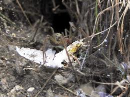 lovelybutterflyuglyspider